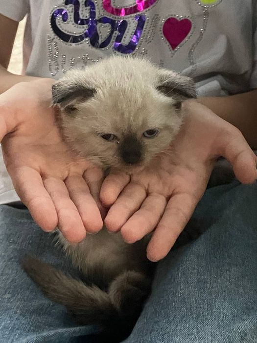 Zo'ttor uy mushuklari sotiladi