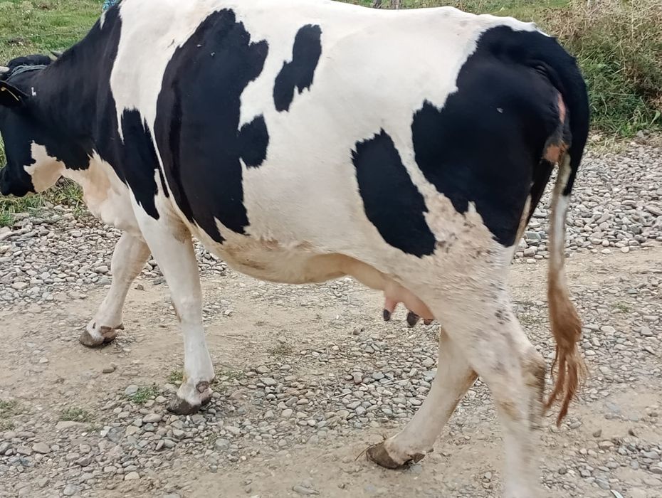Vând două vaci gestante