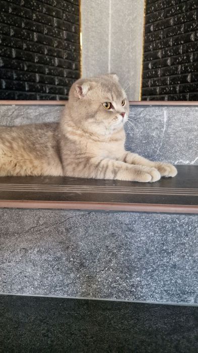 Скоттиш фолд вислоухий шиншила мальчик. Срочно