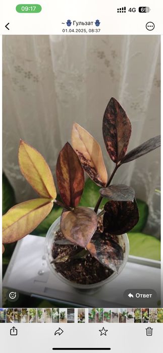 Продам далларовый варегатный цветок блэк пинк