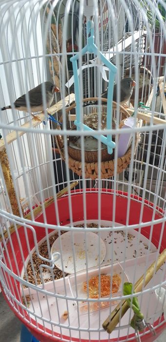 Zebre australiene tinere