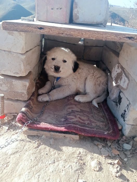 Алабай кушик сатылады. 1 айлык