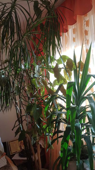 Floare Dieffenbachia casa, birou, decor - oferta saptamana asta
