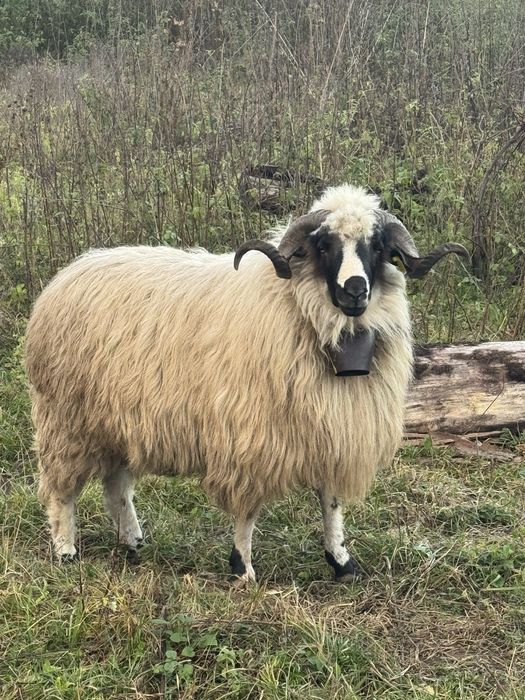 Vand/schimb berbec breaz foarte frumos de un an