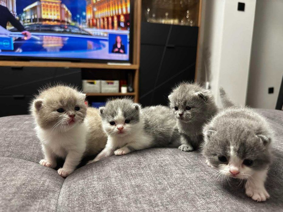 Британска късокосместа - бебета 1м