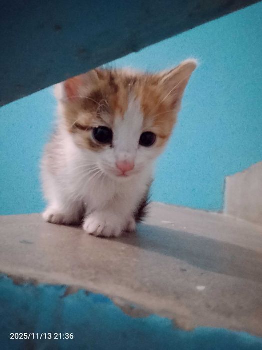 Малышка ищет любящего человечка