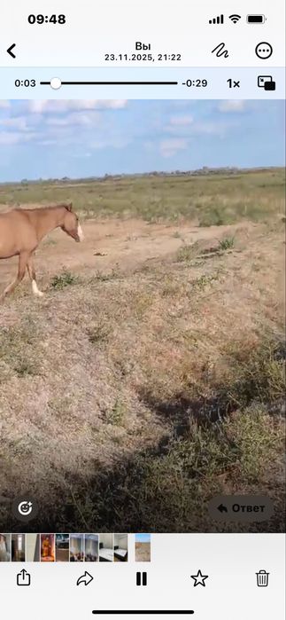 Сатылады жылқы , Байтал 3 жыл (тумаған), ауылда