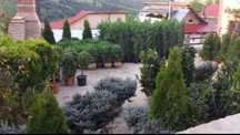 Plante ornamentale