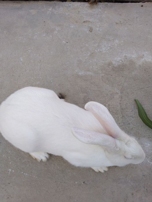 Quyon sotiladi 4.5 kilogram