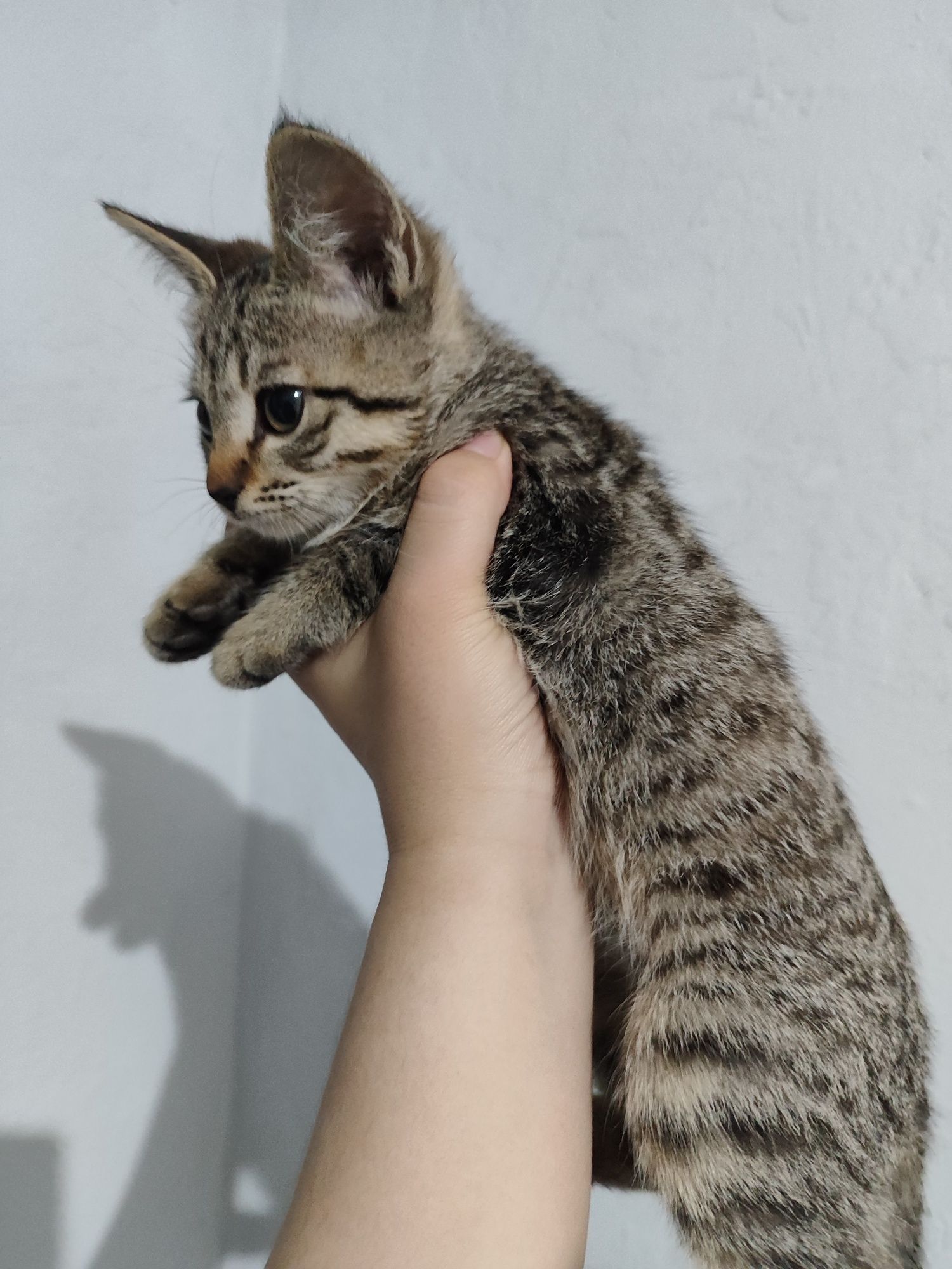 Котята  шымкент г