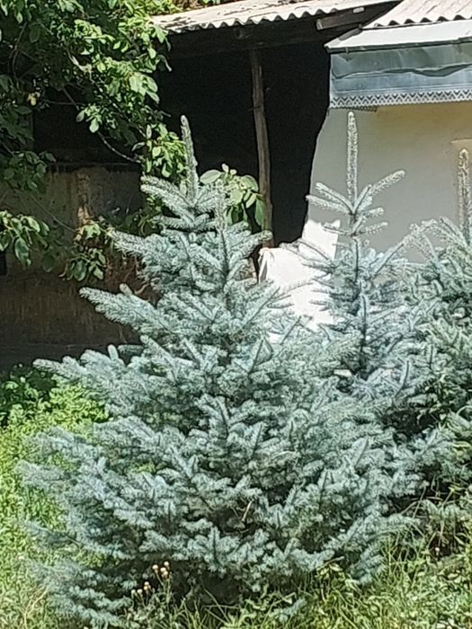 Арча ва гуллар оптом нархларда йетказиб берамиз