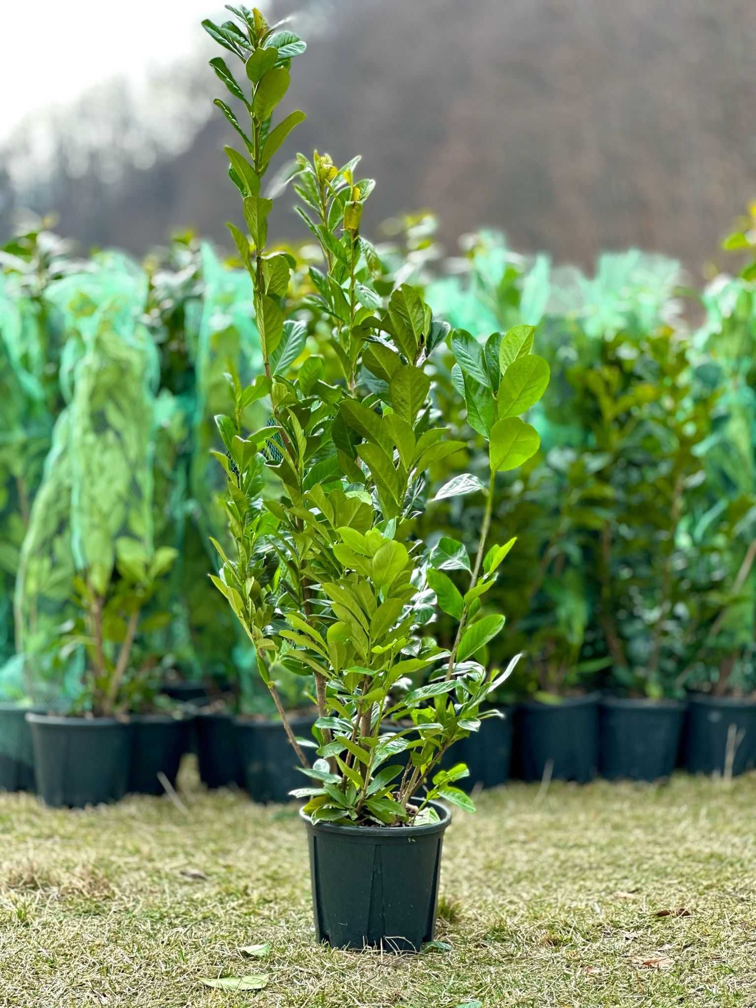 Plante ornamentale, livrare rapidă și transport gratuit în toată țara!