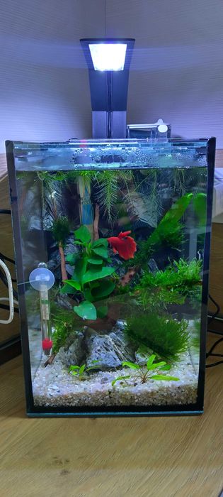 Аквариум с рибка бета