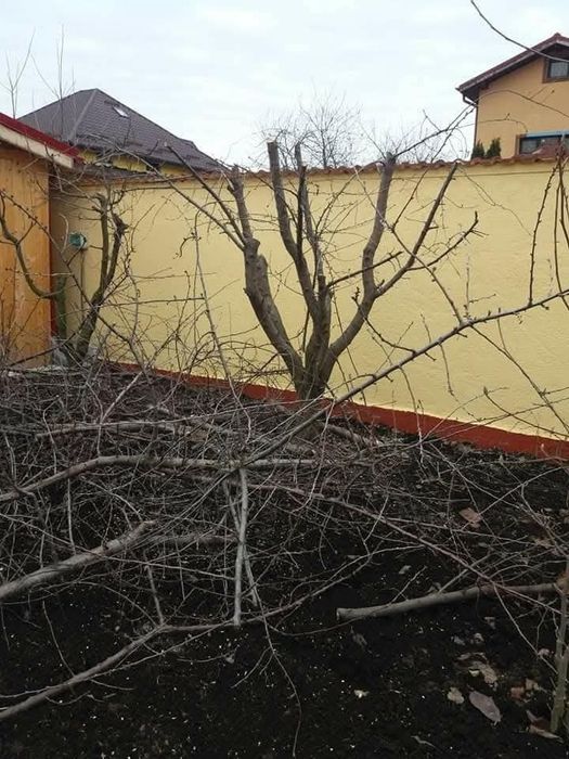 Tualetam pomi fructiferi și vita de vie