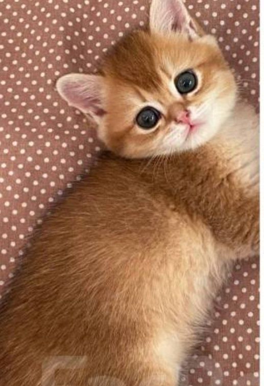 Продаётся котик  3 месяца золотая шиншила