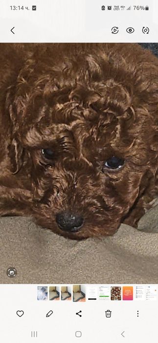 Пудел Той момче на 3 месеца