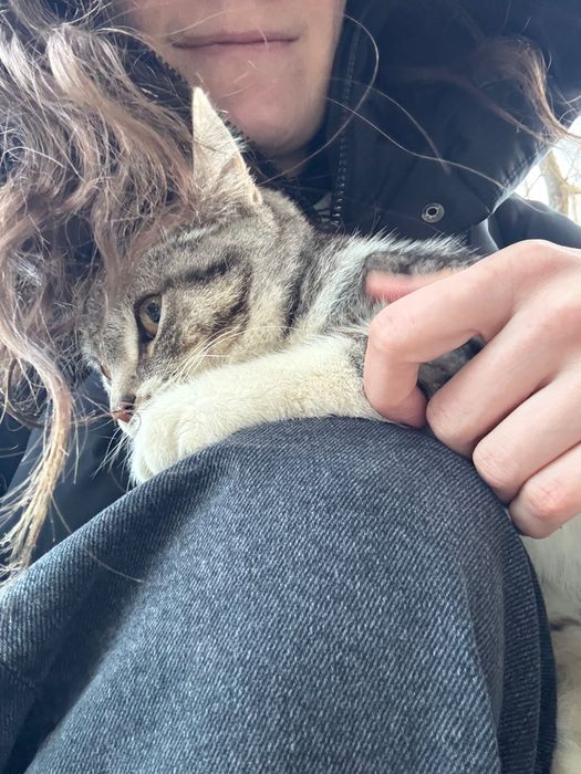 Котёнок ищет дом или старых хозяев