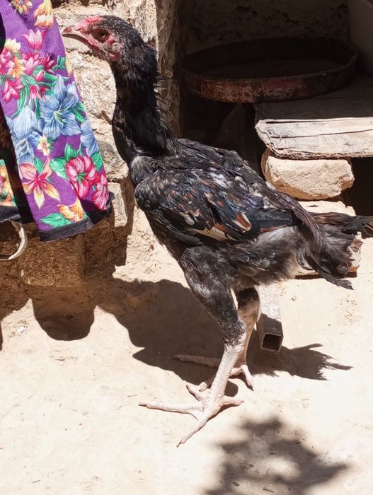 Kafolati bor kelishamiz