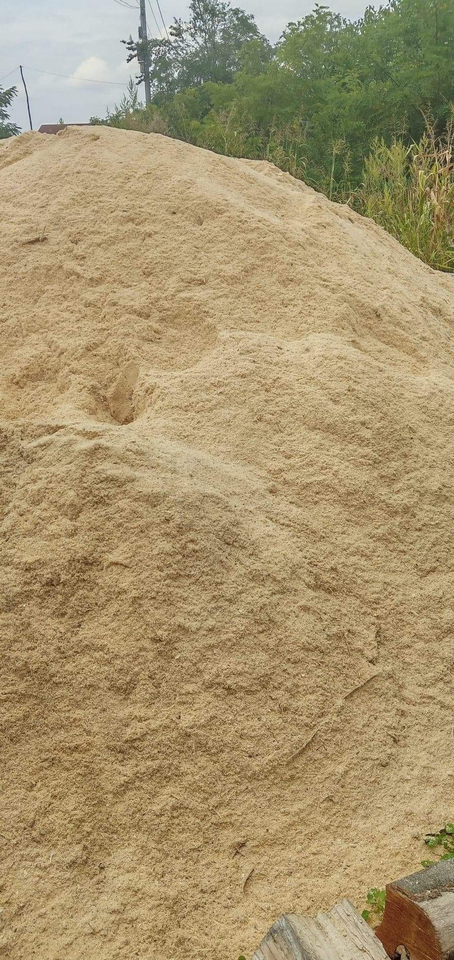 Rumeguș de brad(rășinoase)