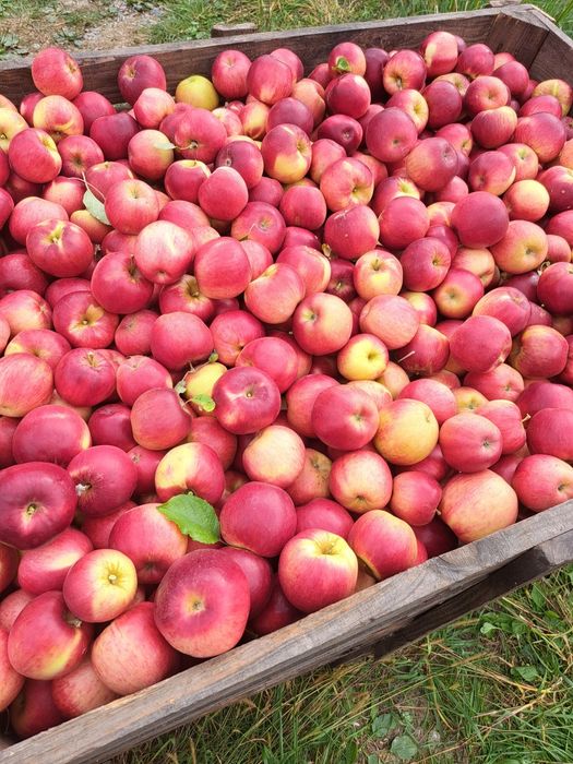 Vând mere producție 2025