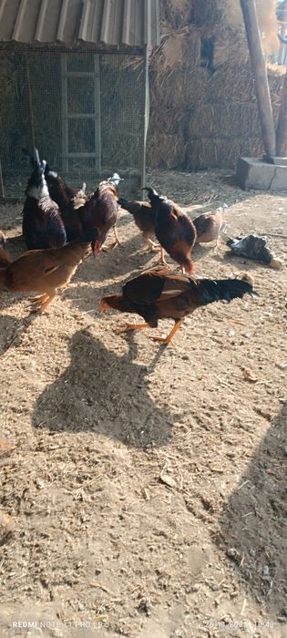 Хўроз ва товуқлар сотилади