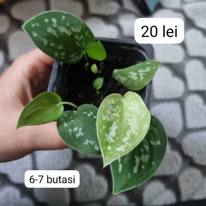 Plante interior, inradacinate Monstera, Pilea, Philodendron & altele