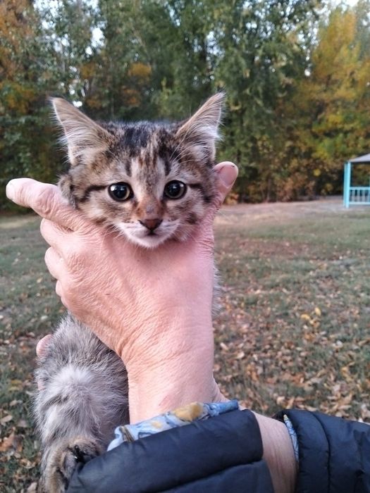 Маленький Котенок мальчик