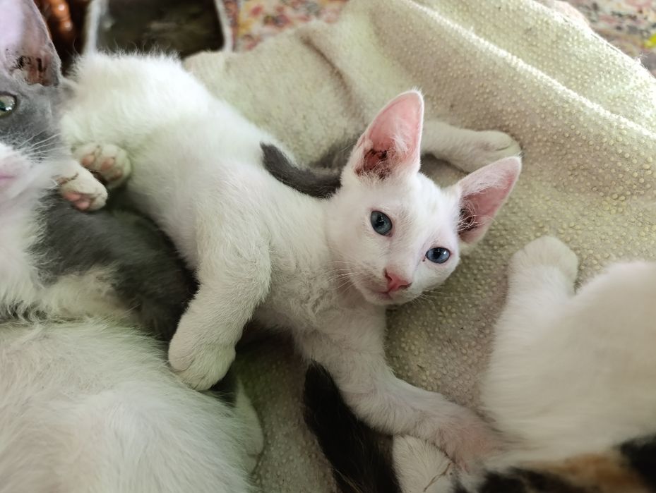 Котята милые и смышлённые.