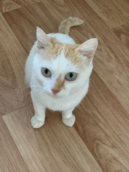 Котик ищет новый дом