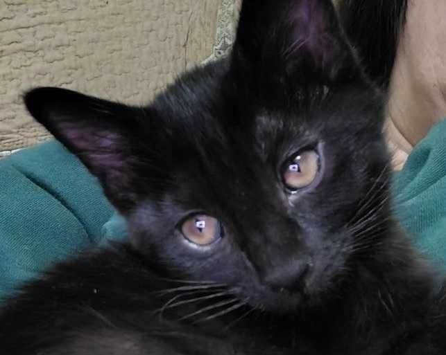 Котята домашние бесплатно в хорошие руки