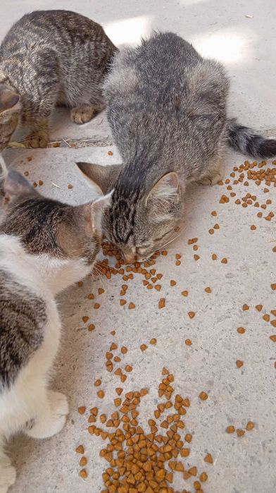 Котик, 3,5 мес., ловкий, для частного дома.
