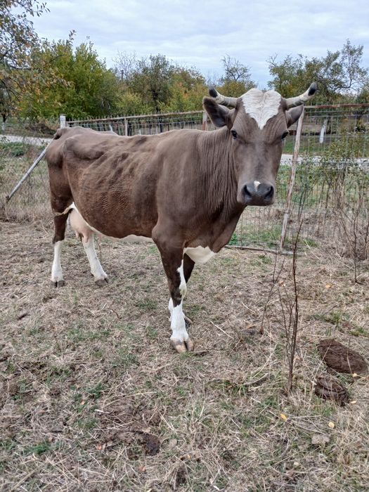 Vând vaca la al treilea vițel