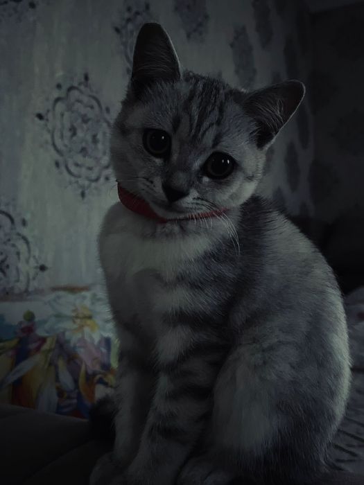 Продам кошечку полу британку короткошерстную