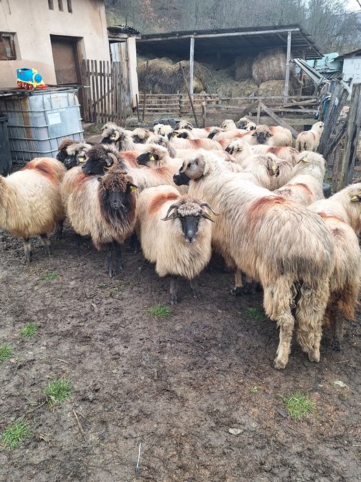 Vand 30 oi mai multe detalii în privat