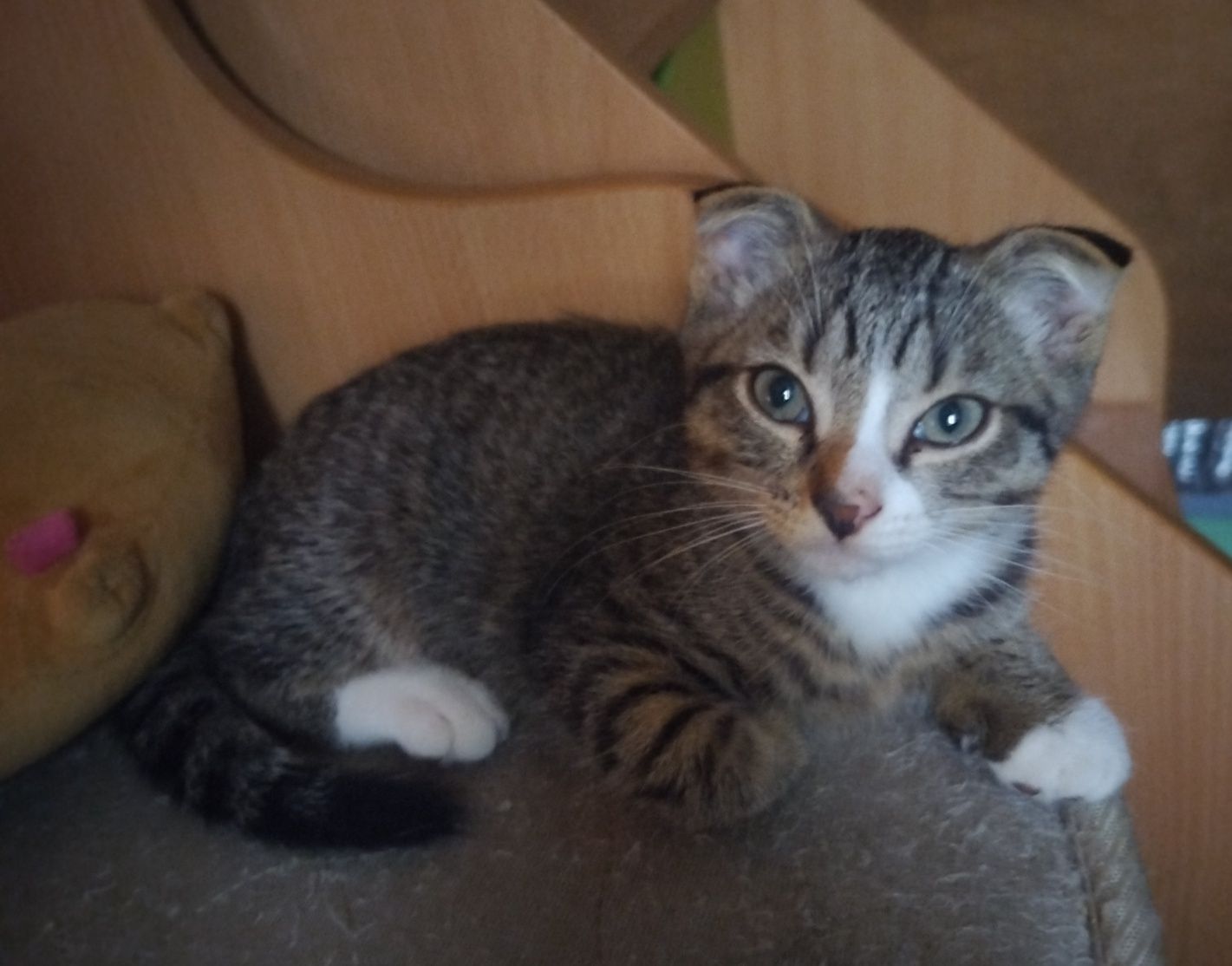 Отдам двух котят в добрые руки