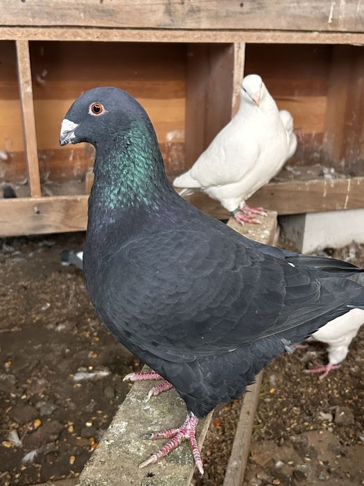 Porumbei americani AGH