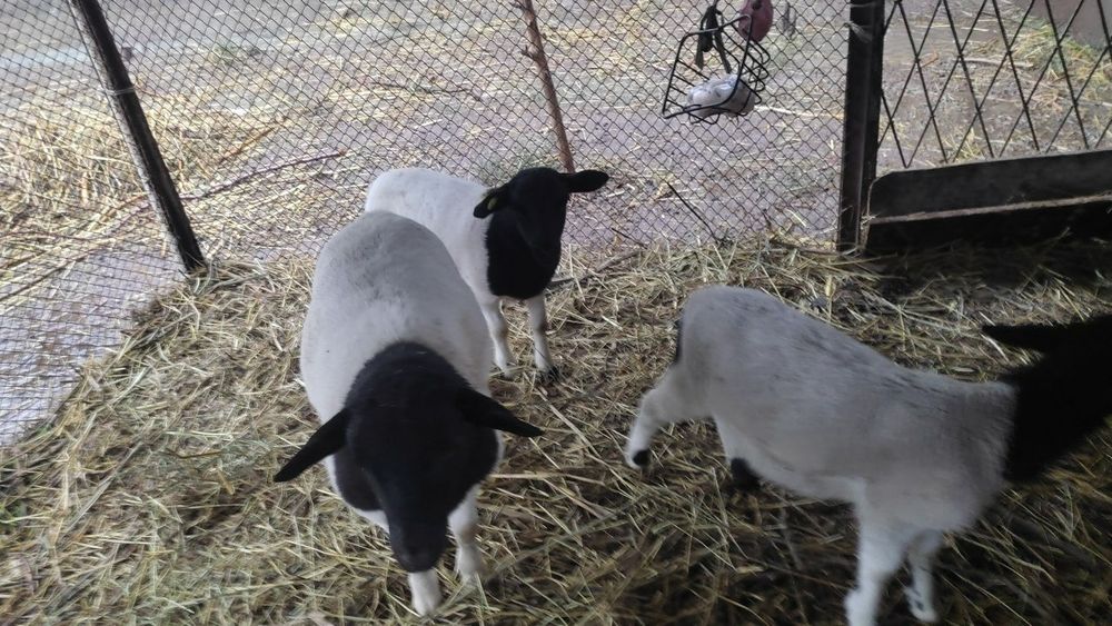 Дорпер кузилари сотилади