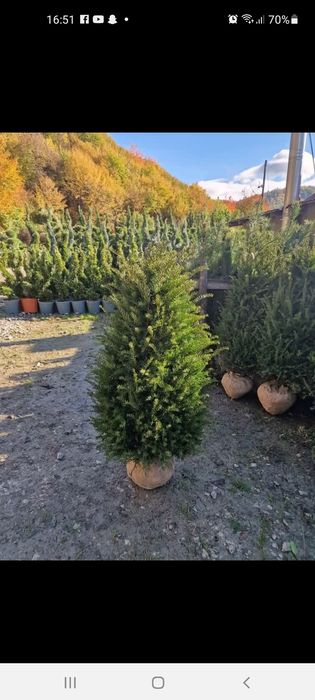 Vând plante ornamentale