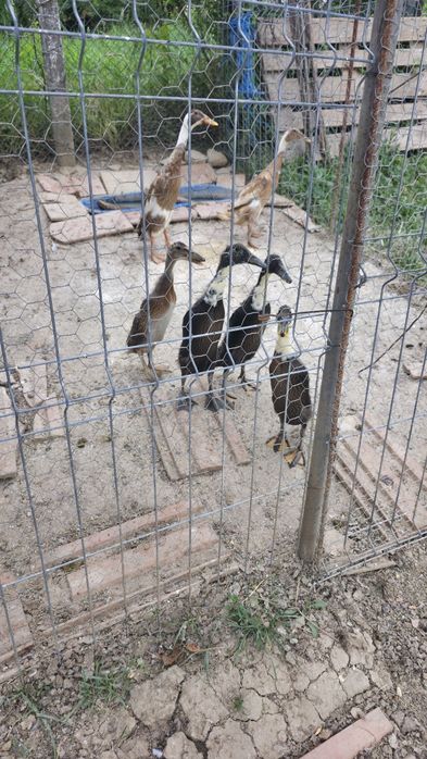 Rate indiene alergatoare adulte 450 lei toate