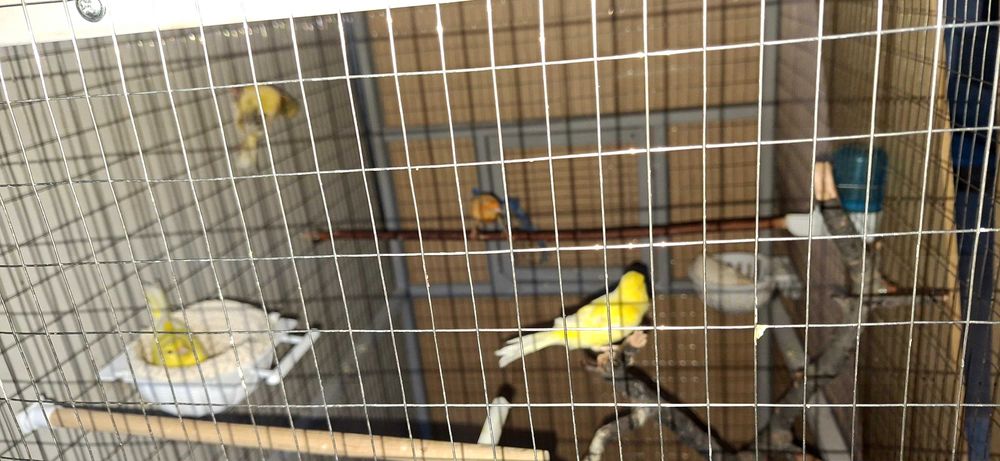 Продам канареек 3 самца и 1 самец
