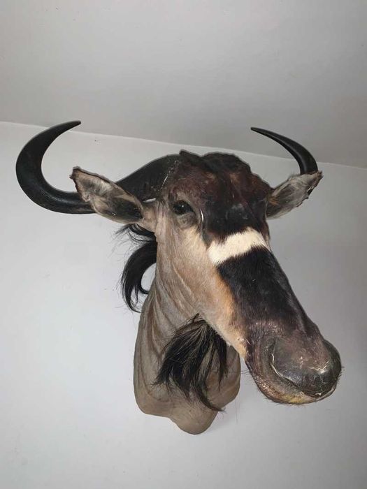Bust Gnu/Antilopă