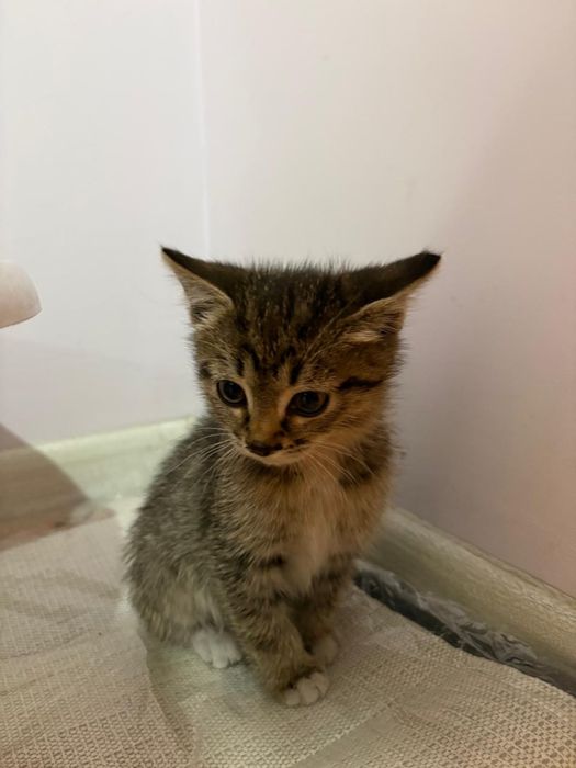 Дарю котенка  ласковый