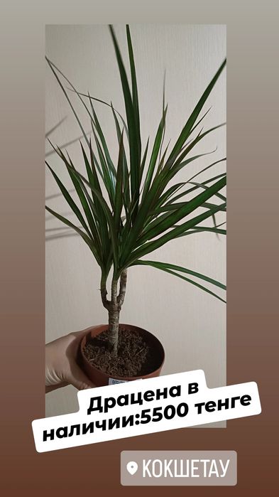Драцена:5500 тенге