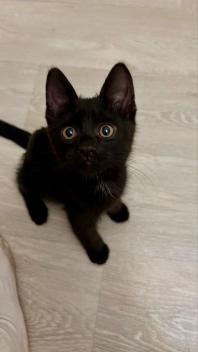 Котенок 3-4 месяца