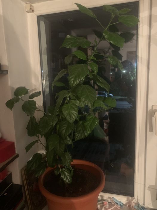 Trandafir japonez de 2 ani cu flori rosii batute