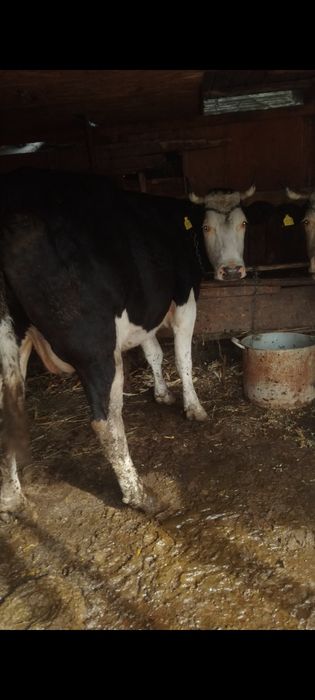 Vânt 2 vaci gestante