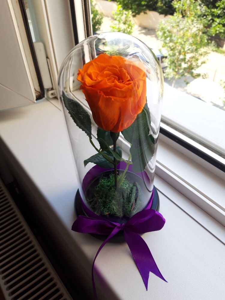 Trandafir criogenat portocaliu ideal pt cadou