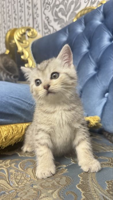 britan Shinshilla bolasi scottish