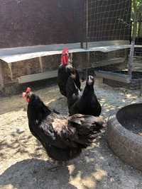 Pereche australorp negru