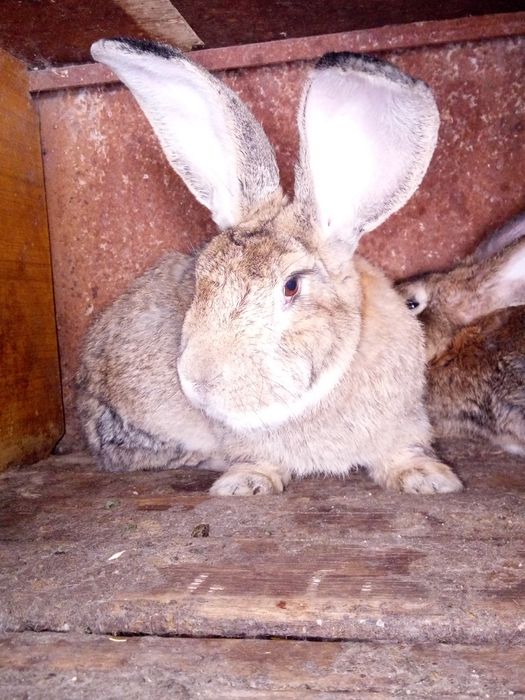 Продам кроликов породы Фландр им 5 месяцев